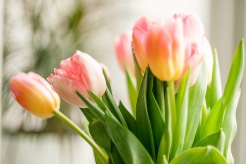 Plan de tulipes debout contre une fenêtre à la maison