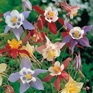 Aquilegia 'Pretty Bonnets Mix' (Graines)