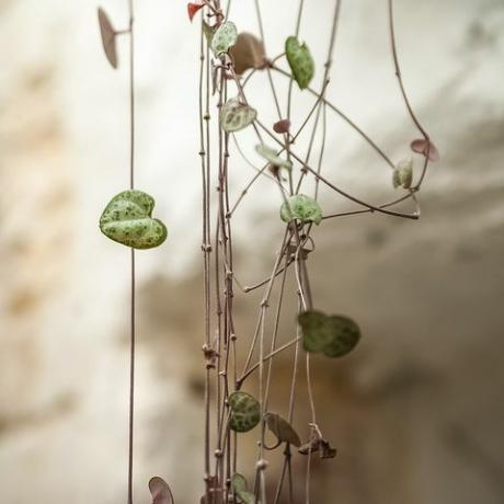 Ceropegia woodii. Jungle urbaine. Jardin d'hiver avec plantes, fleurs. Jardin dans la maison, repiquage de plantes en pot