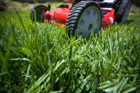 Tonte de la pelouse: faible profondeur de champ prise de vue de l'avant d'une tondeuse à gazon sur une pelouse indisciplinée.