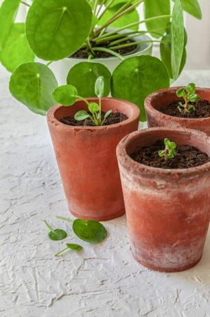 pilea peperomioides est une plante très populaire en ce moment et la reine incontestée des réseaux sociaux également connue sous le nom de plante missionnaire, plante à crêpes ou plante à monnaie chinoise