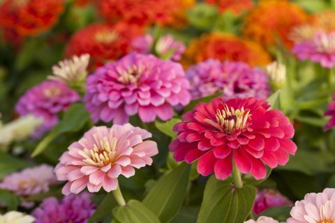 Assortiment de zinnias roses dans un patch floral