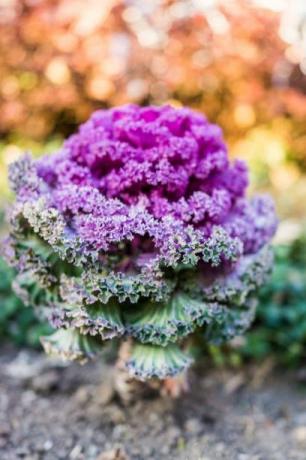 Gros plan vertical de la grande plante de chou pourpre dans le jardin