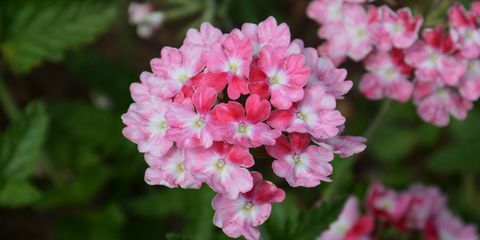 plantes à massifs, parterres de fleurs d'été de verveine rose