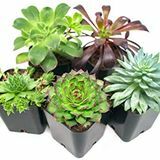 Pack succulent