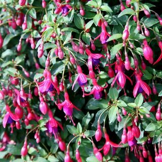 Fushia 'Tom Thumb'