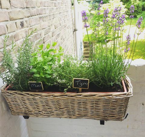 Herbes, croissant, fenêtre, boîte, dehors, maison