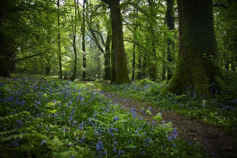 De belles forêts au Royaume-Uni pour essayer le bain de forêt