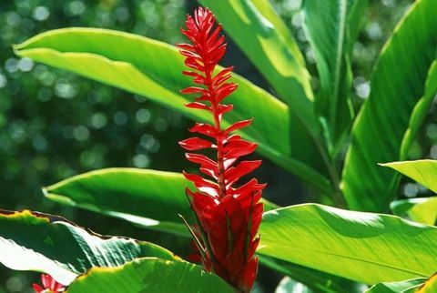 plantes-tropicales-hedychium-aurantiacum