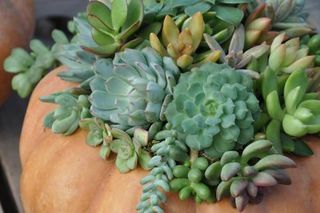 succulentes en terrarium de citrouille