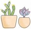 «Succulent Studios» vous enverra deux nouvelles succulentes par mois pour 10 $