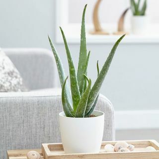 Aloe vera, aloès de la Barbade