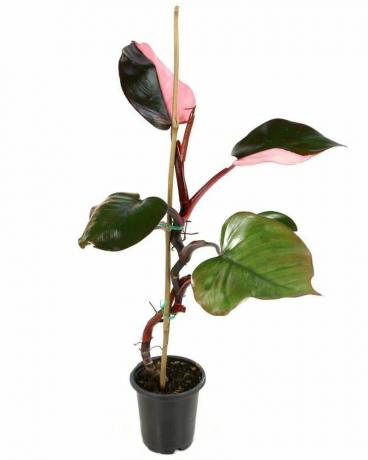 Princesse Philodendron rose