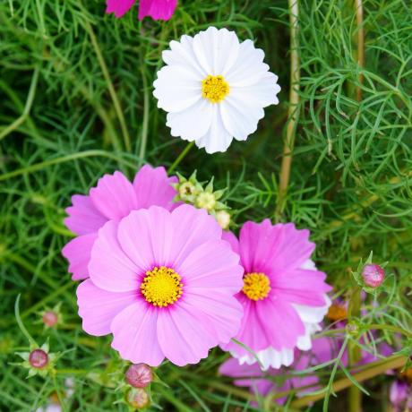 faire pousser des cosmos de fleurs coupées