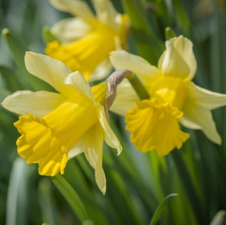 culture de fleurs coupées narcisse, jonquille