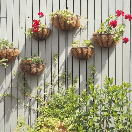 Une exposition de plantes et de fleurs sur le mur (plantes murales verticales ou jardin).