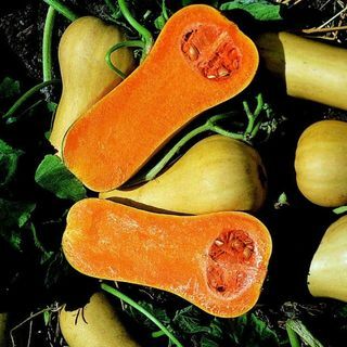 Courge 'Butternut'