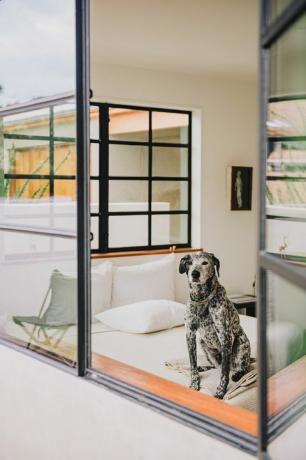 chambre moderne avec chien dans la fenêtre