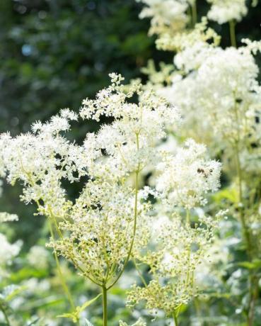 Close up de reine des prés blanc crémeux dans la nature