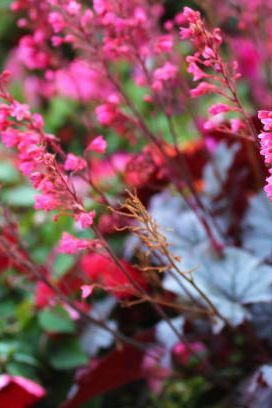 Alumroot en fleurs dans le jardin