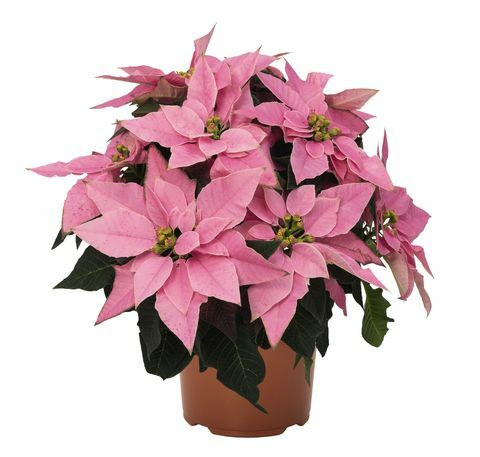 Wyevale Garden Centres lance Poinsettia exclusif - rose millénaire