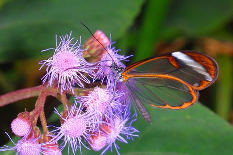 Glasswing Butterfly, Greta oto, Stratford upon Avon Butterfly Park