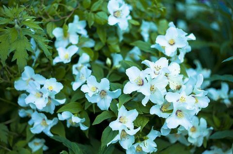 Philadelphus 'Belle Etoile': Philadelphus Belle Etoile - Beautiful Star - arbuste vivace en fleur en été dans les Cotswolds, Oxfordshire, UK