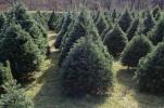 Pourquoi abattons-nous toujours des arbres de Noël?