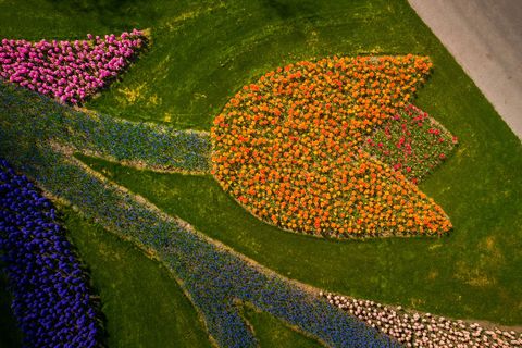 prise de vue aérienne de tulipes en forme de tulipe