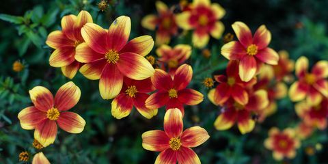 plantes à massifs, biden bidy boom fleurs yeux rouges fleurissant dans le jardin