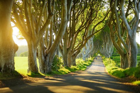 The Dark Hedges, Irlande du Nord