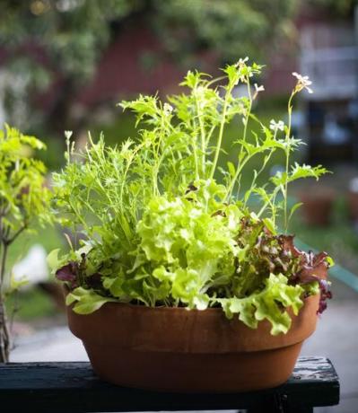 Verts mesclun en pot de fleur