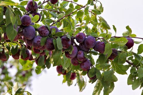 Prune, jardin d'été