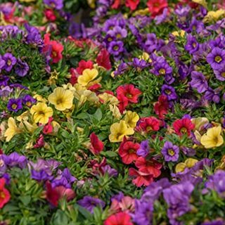 10 plantes de départ Calibrachoa mixtes